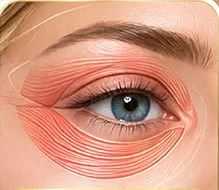Anatomia da região periocular para estudo em Harmonização Orofacial